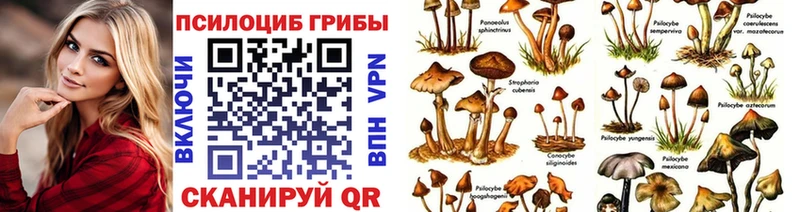 Псилоцибиновые грибы Cubensis Сальск